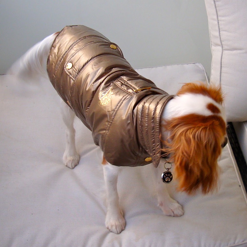 qualipet manteau chien