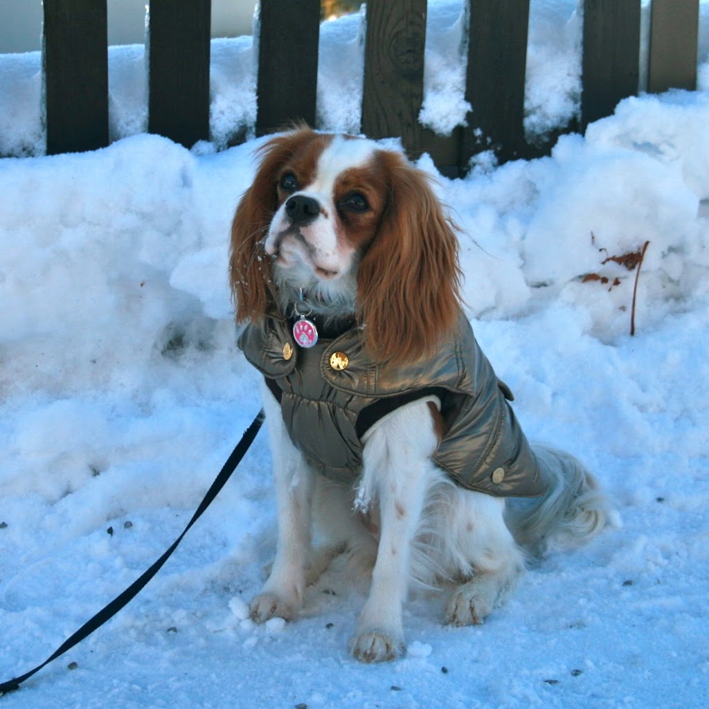 manteau cavalier king charles