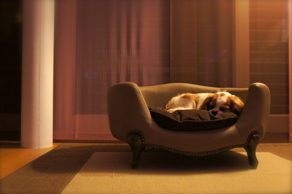 Un Chien Dans Un Fauteuil Confortable