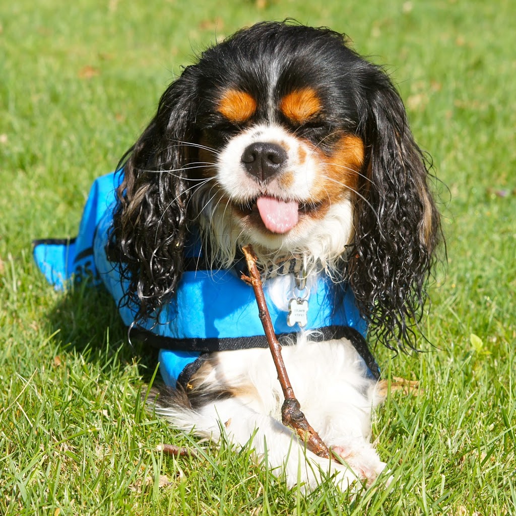 manteau cavalier king charles