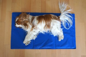 Tapis Rafraîchissant Pour Chien Et Chat - 40x30cm, Réutilisable, Bleu, Pour Petite/Moyenne Taille