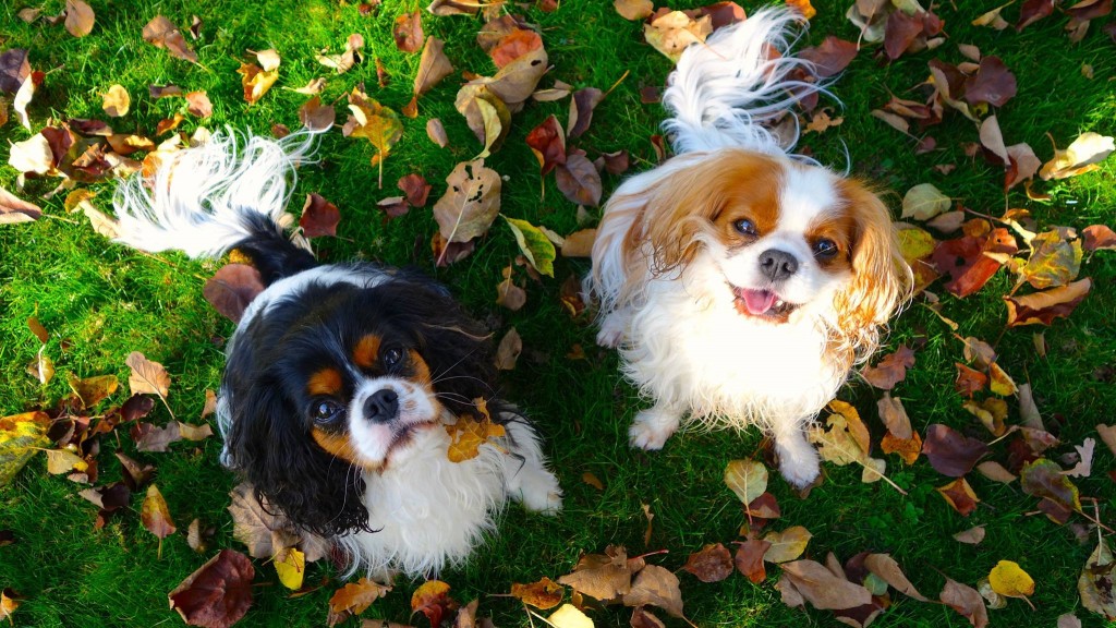 amis du chien merci