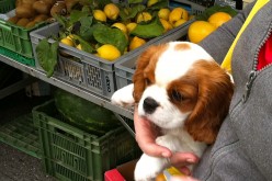 Un chiot au marché