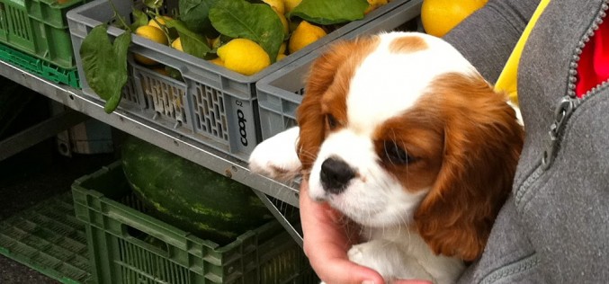 Un chiot au marché