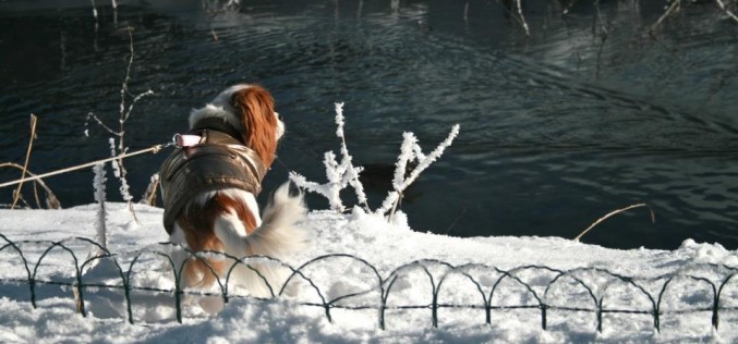 Habiller et porter son chien ?