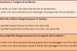 Chien et sécurité en voiture