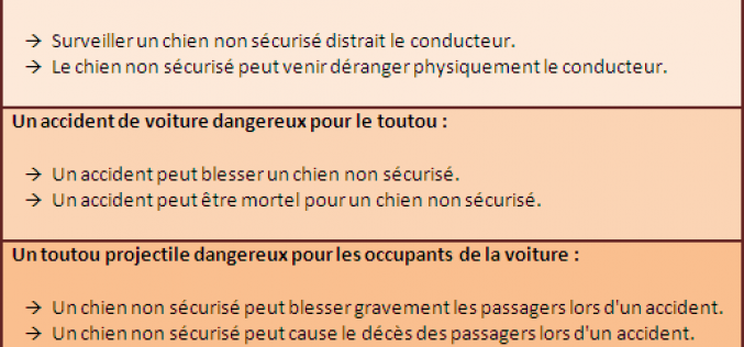 Chien et sécurité en voiture