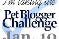 Pet Blogger Challenge