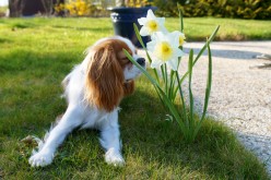 Un air de printemps