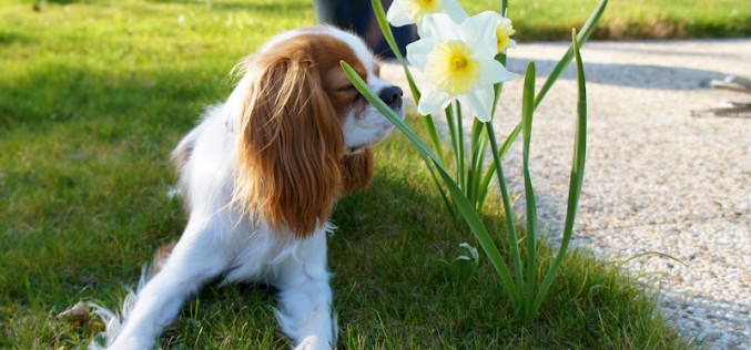 Un air de printemps