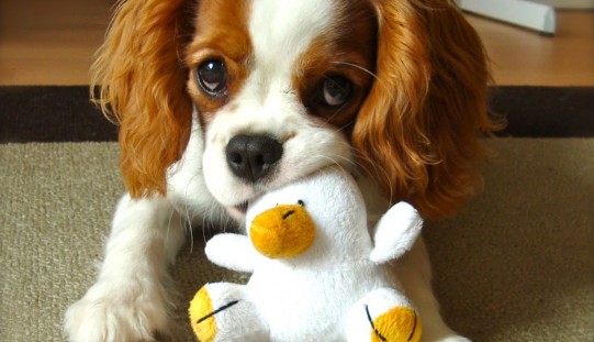 10 astuces pour la propreté du chiot