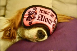 7 astuces pour apprendre la solitude au chien