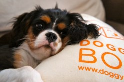 Le coussin DoggyBox
