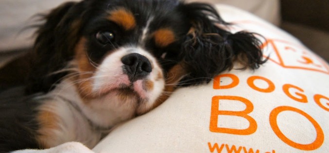 Le coussin DoggyBox