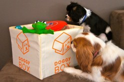 The DoggyBox à jouets