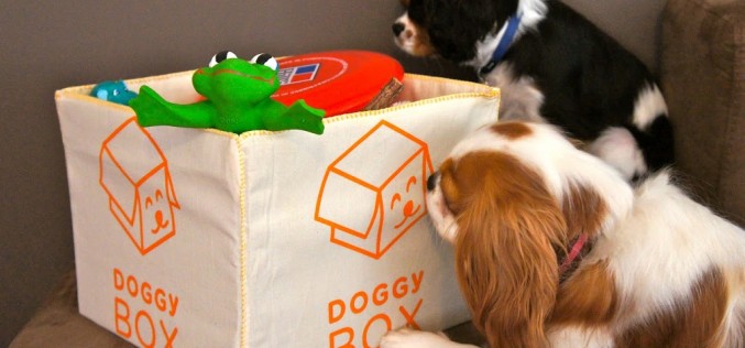 The DoggyBox à jouets