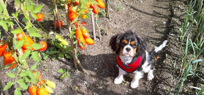 Milo au potager