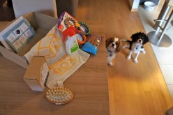 La Doggy Box de septembre