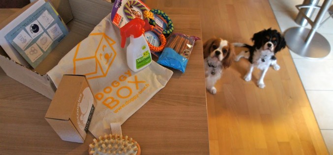 La Doggy Box de septembre