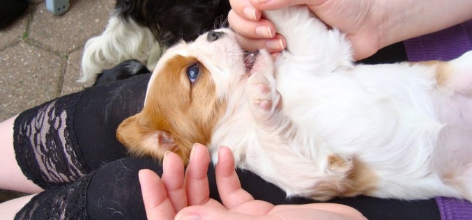 L’inibition de la morsure chez le chiot