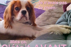 Mes principes avant d’avoir un chien