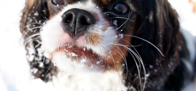 Milo et la neige