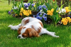 Un conte pour votre chien