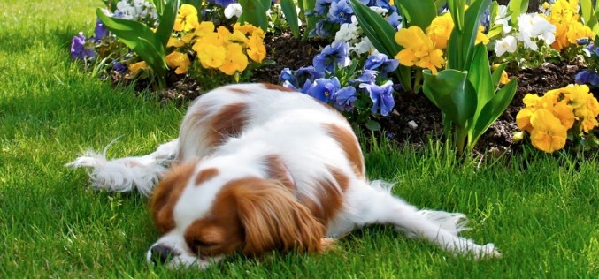 Un conte pour votre chien