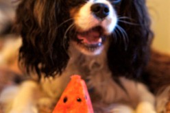 Des fruits pour mon chien