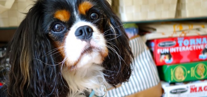 L’armoire de rangement des affaires pour chiens