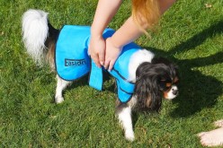 Manteau rafraichissant pour chien Easidri chez Atoodog