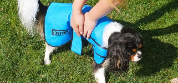 Manteau rafraichissant pour chien Easidri chez Atoodog