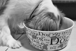 Et si le chien gagnait son repas ?