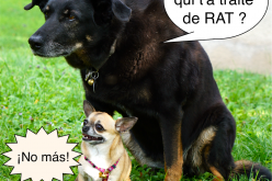 Chihuahua ¡ No mas !