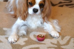 Déballage : Coli Made In Pet cupcakes pour chien