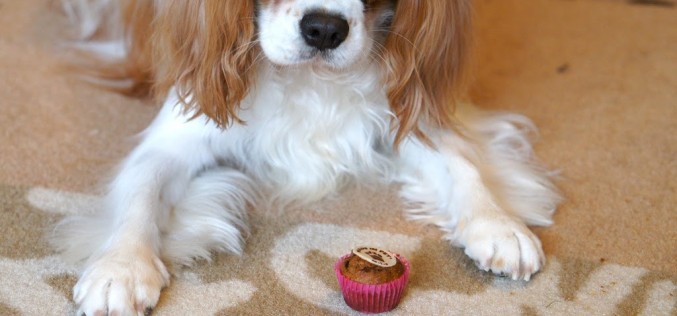 Déballage : Coli Made In Pet cupcakes pour chien