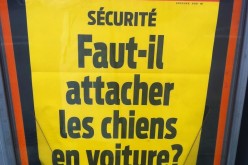 La Une du Matin : chiens en voiture, faut-il les attacher ?