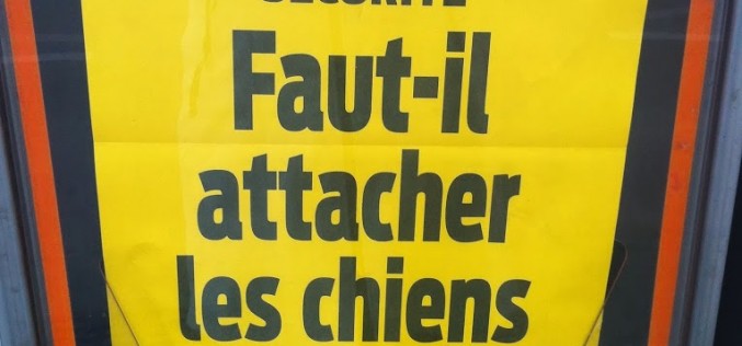 La Une du Matin : chiens en voiture, faut-il les attacher ?