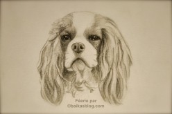 Dessin de Féerie – Cavalier King Charles Blenheim