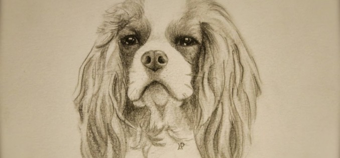 Dessin de Féerie – Cavalier King Charles Blenheim