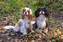 7 conseils d’automne aux propriétaires de chiens