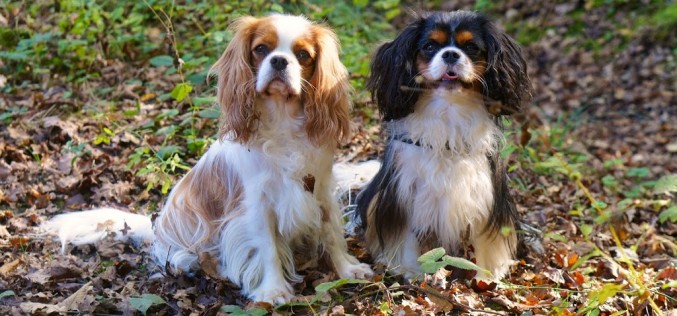 7 conseils d’automne aux propriétaires de chiens