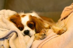 Le traitement de la syringomyélie chez le chien
