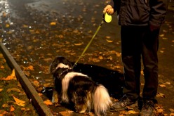 Sécurité du soir pour mieux promener son chien dans le noir