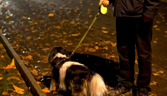 Sécurité du soir pour mieux promener son chien dans le noir