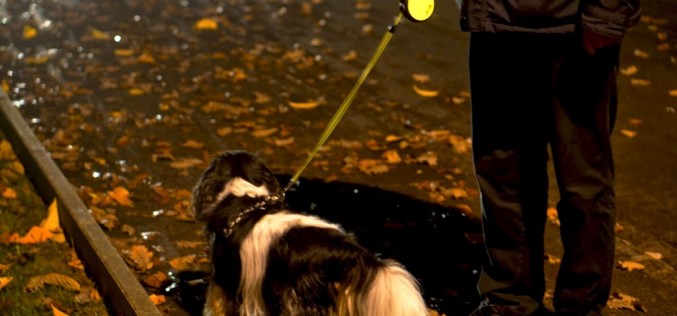 Sécurité du soir pour mieux promener son chien dans le noir