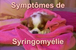 Symptômes et dépistage de la syringomyélie chez mon Cavalier King Charles