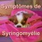Symptômes et dépistage de la syringomyélie chez mon Cavalier King Charles