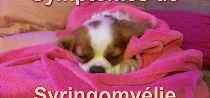 Symptômes et dépistage de la syringomyélie chez mon Cavalier King Charles