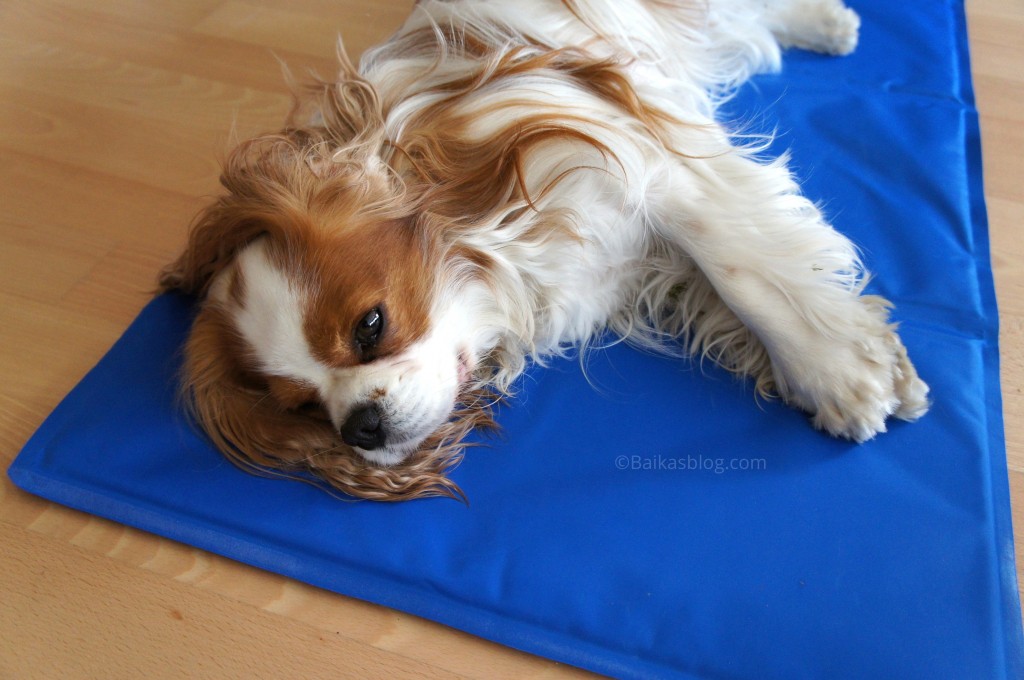 Bien Choisir Son Tapis Rafraîchissant Le Chien En été